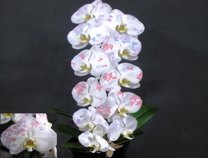 化粧蘭１本立 (紫陽花)