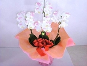 ミディ化粧蘭3本立 (紅葉とトンボ)